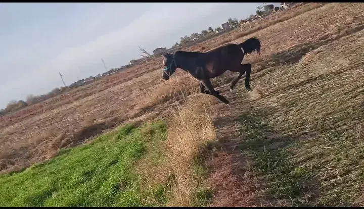 اسب|اسب و تجهیزات اسب‌سواری|طاغنکوه, |دیوار