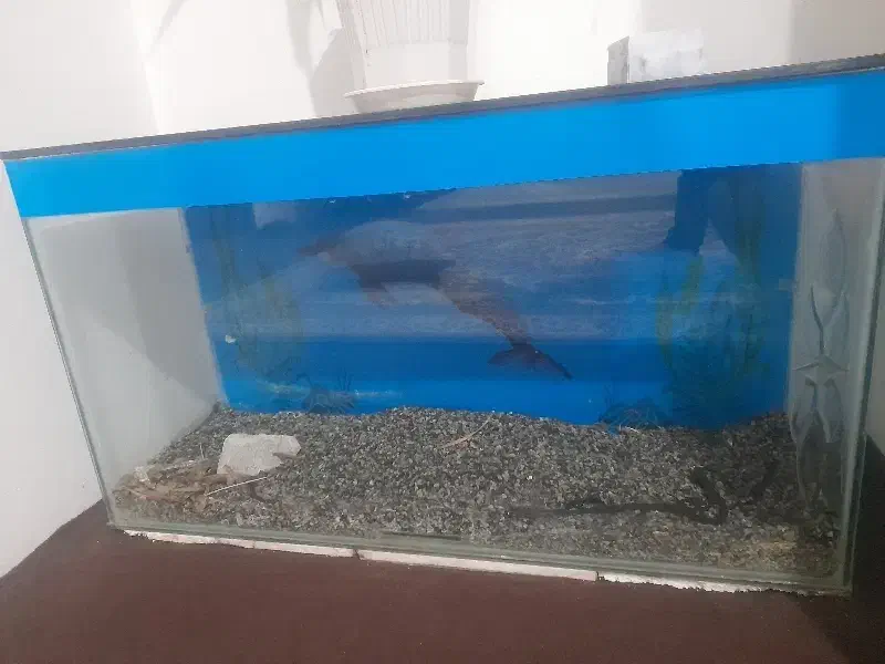 آکواریوم سالم وشیک|ماهی|مشهد, رده|دیوار