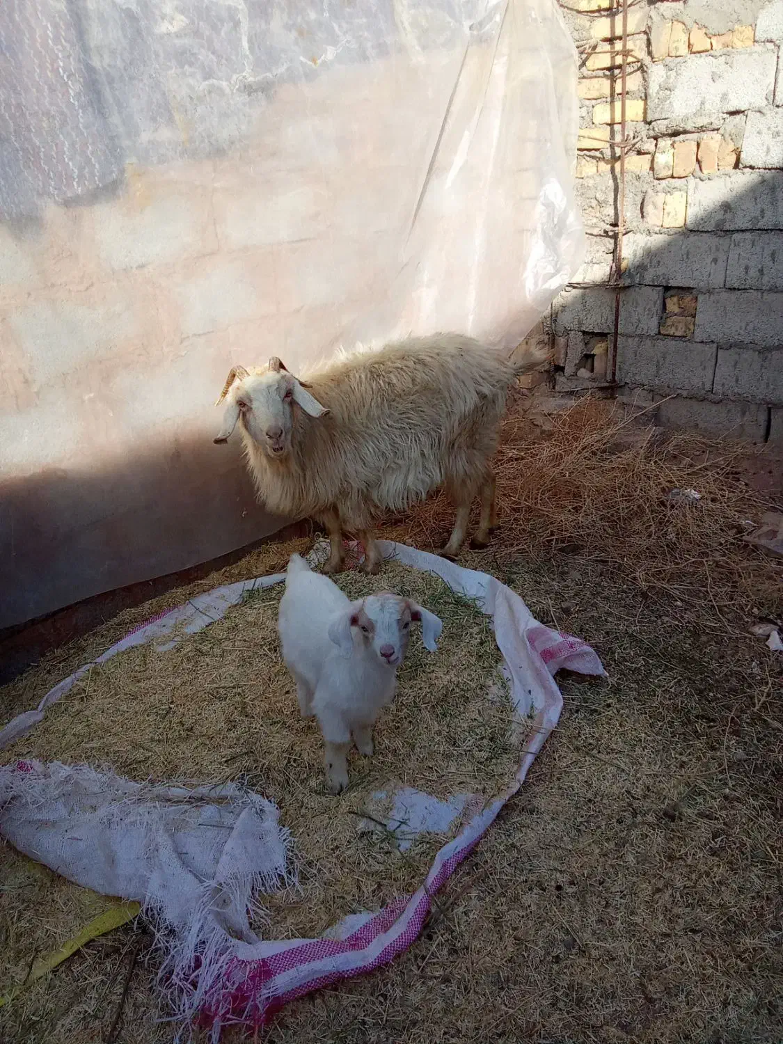 گوسفند بز کهره محلی جملزا|حیوانات مزرعه|کرمان, |دیوار