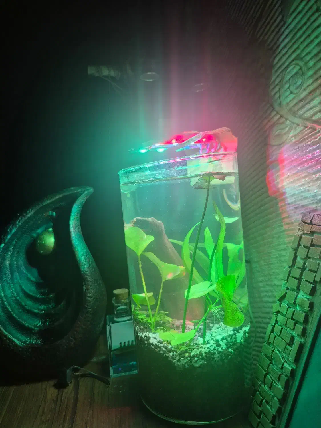 تنگ پلنت برای میگو|ماهی|ملایر, |دیوار