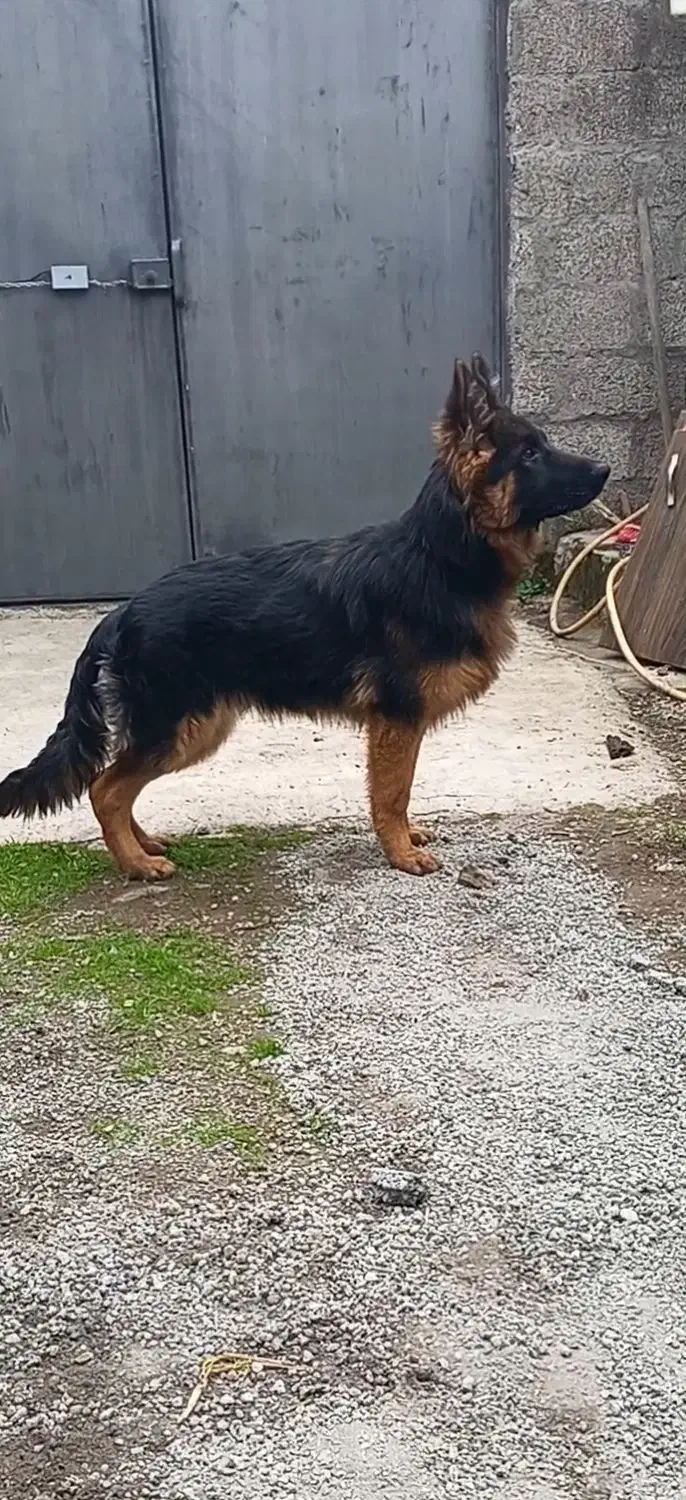 سگ ژرمن|سگ|رشت, بازار|دیوار