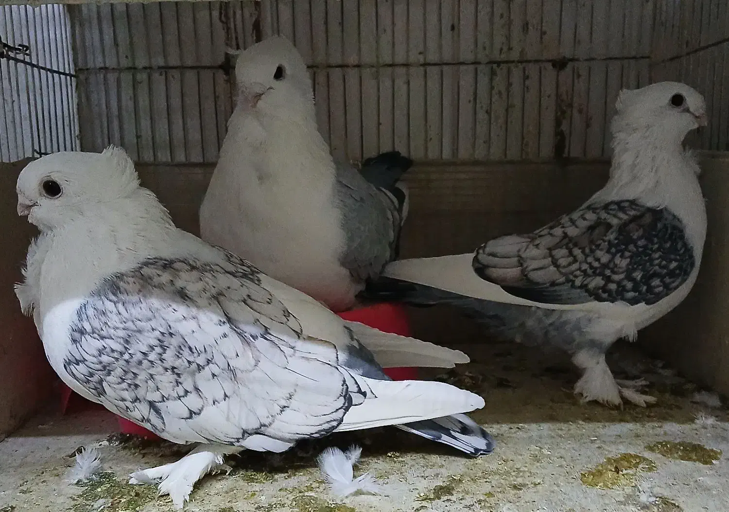 کبوتر ساتن|پرنده|شاهین‌شهر, فردوسی|دیوار