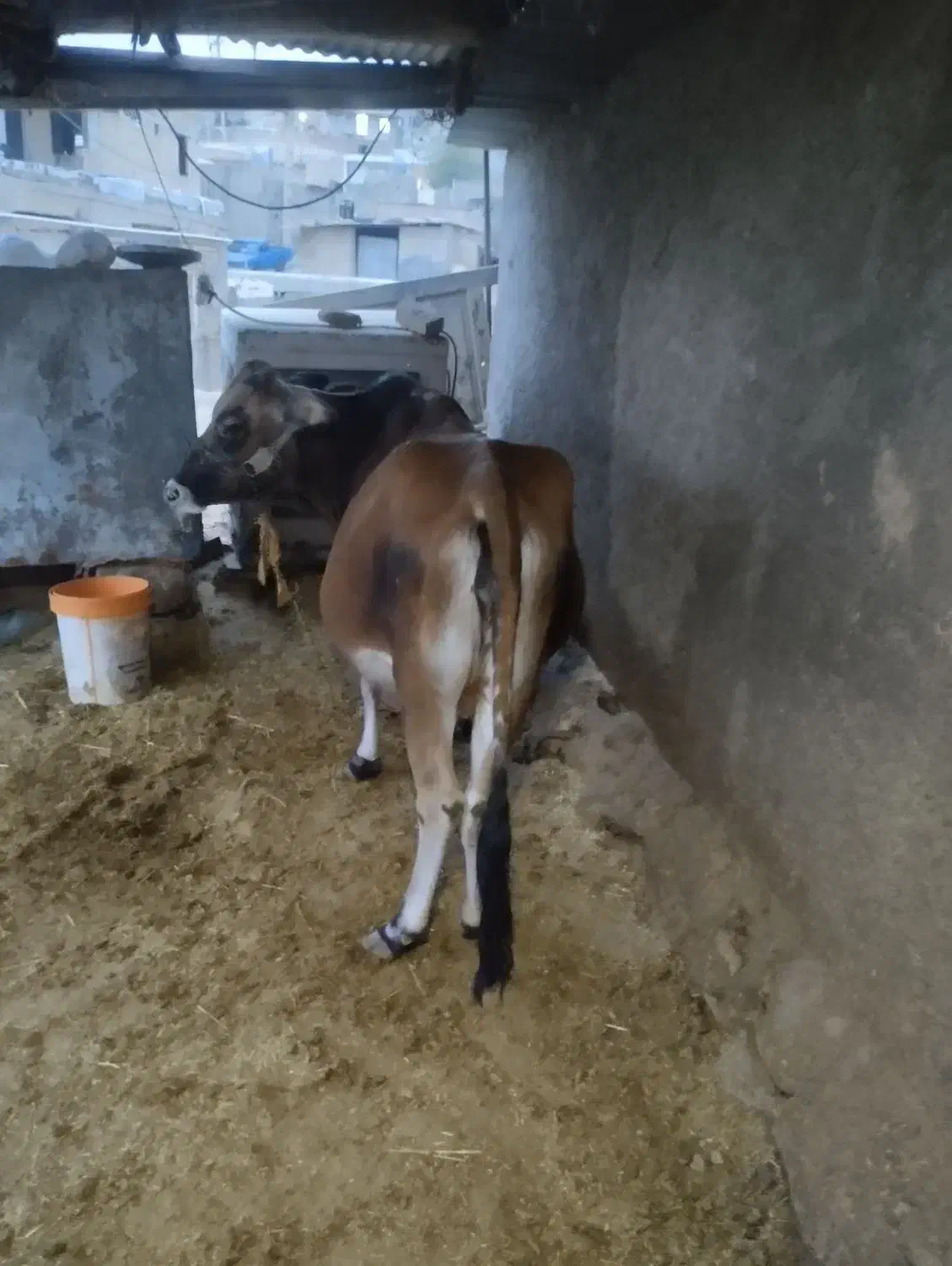 گاو 7ماه حامله|حیوانات مزرعه|اندیکا, |دیوار