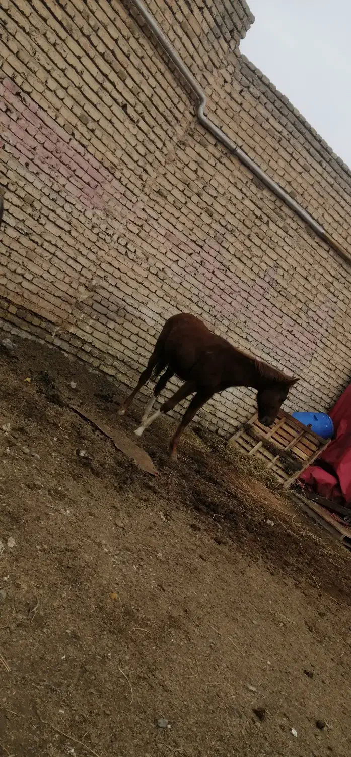 کره اسب|اسب و تجهیزات اسب‌سواری|ارومیه, |دیوار