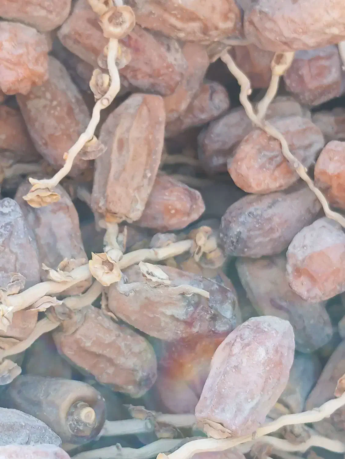 خرمای(لر)پون|خوردنی و آشامیدنی|سراوان, |دیوار