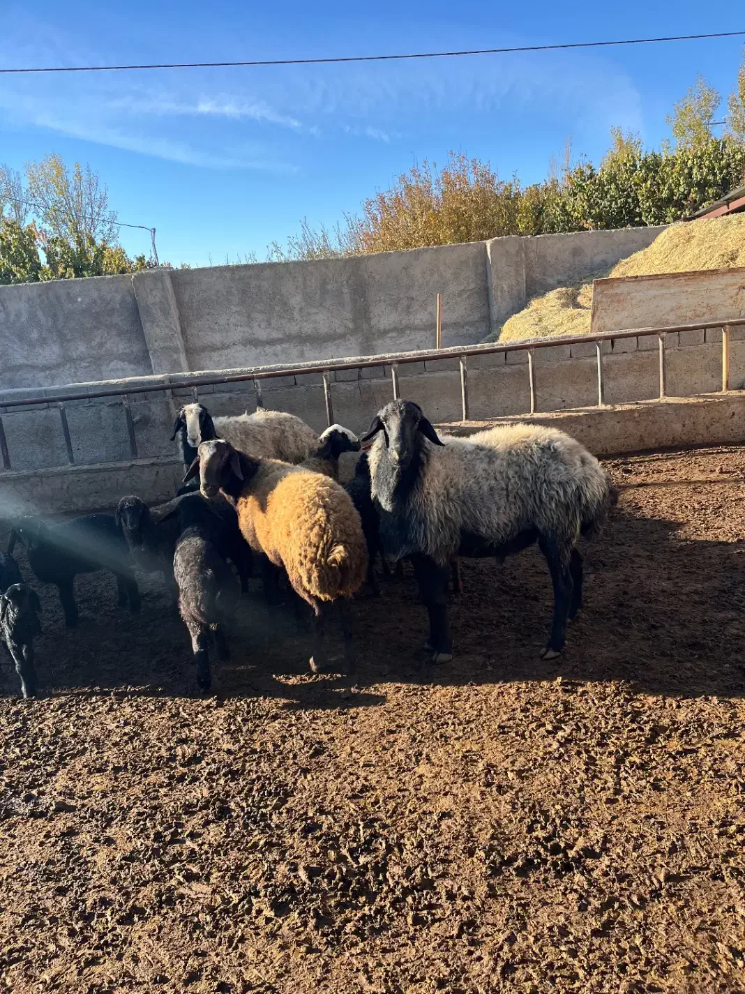 قوچ شال اصیل|حیوانات مزرعه|ماهدشت, |دیوار