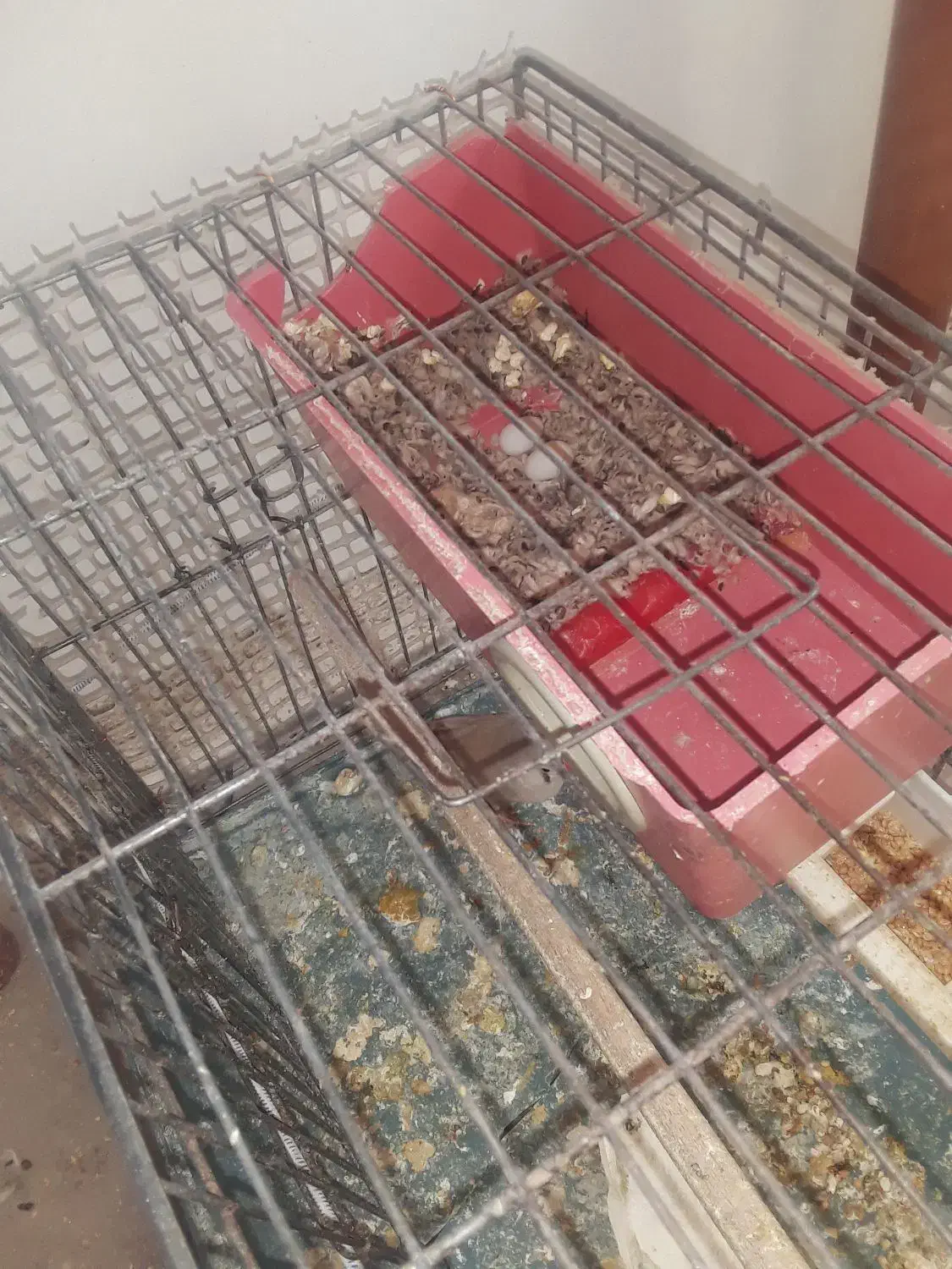 یک جفت فنج روی تخم‌|پرنده|قزوین, |دیوار