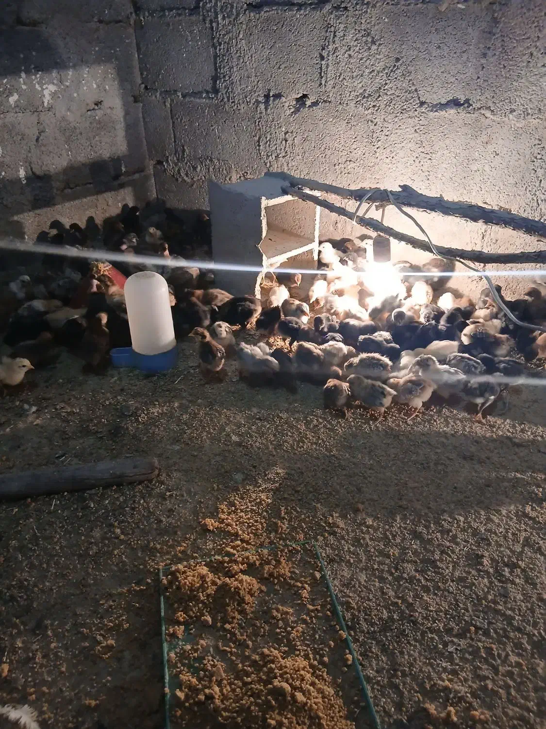 جوجه محلی اصل 12 روزه|حیوانات مزرعه|بهبهان, |دیوار