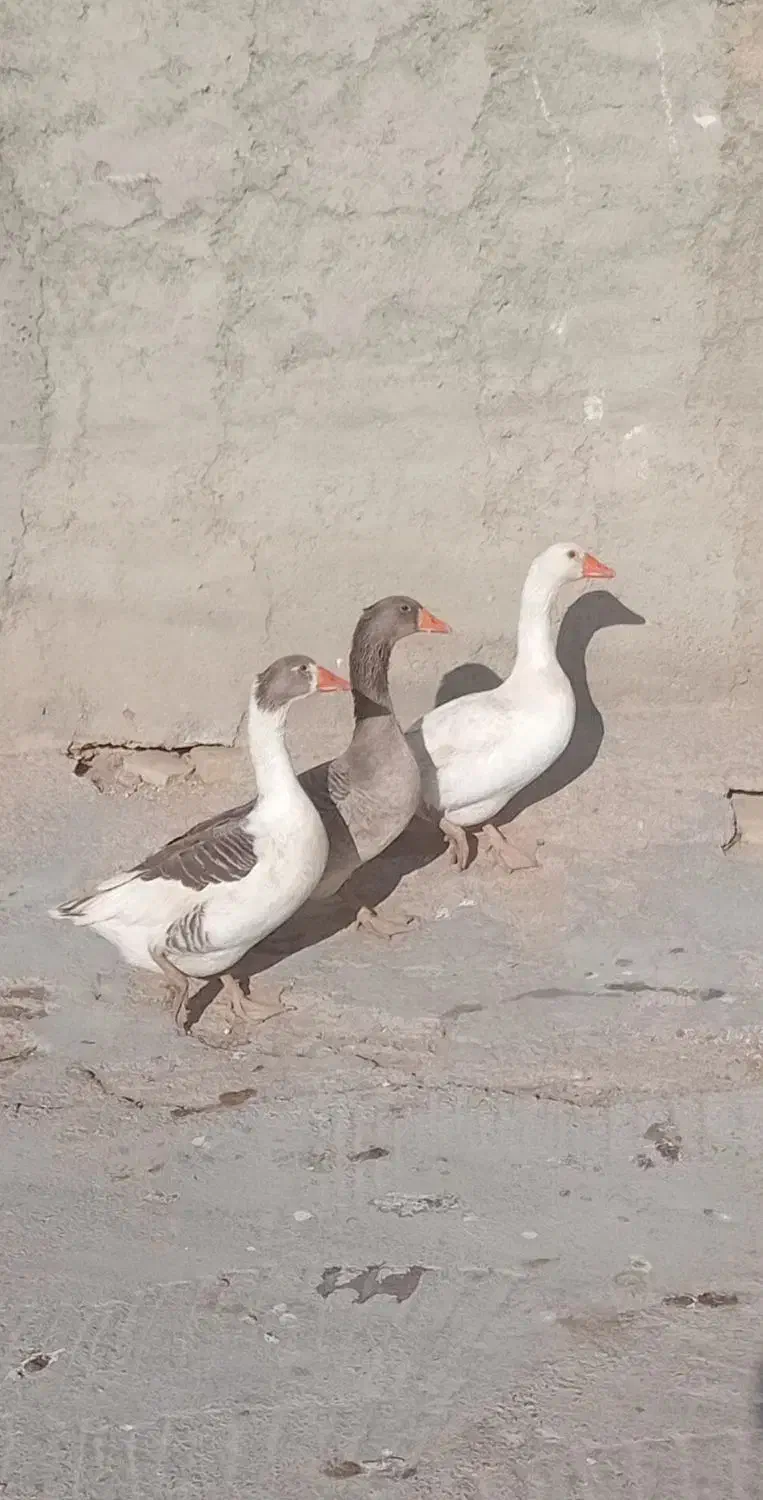 غاز|حیوانات مزرعه|قوچان, |دیوار