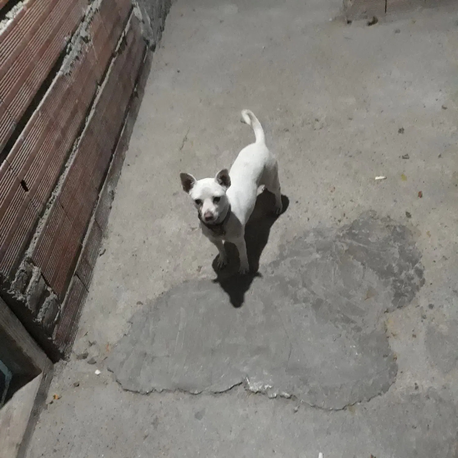 سگ شی واواماده|سگ|گلوگاه, |دیوار