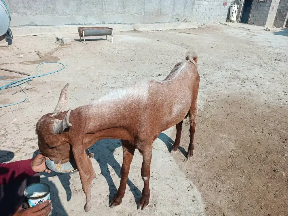 پازن|حیوانات مزرعه|شنبه و طسوج, |دیوار