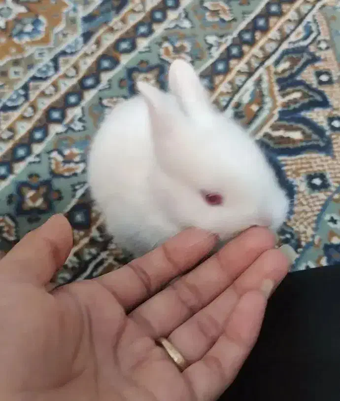 خرگوش|موش و خرگوش|بندر ماهشهر, |دیوار