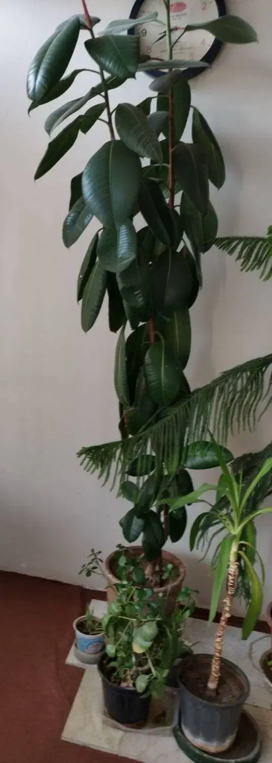 فروش 6 عدد گلدان فیکوس|گل و گیاه طبیعی|فردیس, فردیس|دیوار