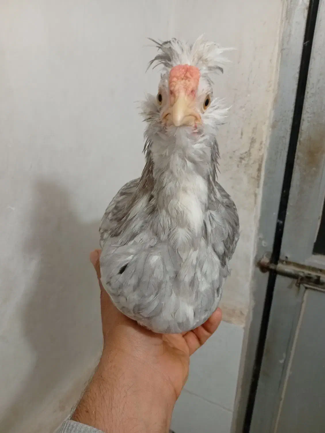 مرغ و خروس گلین طوسی نیمچه .جوجه|حیوانات مزرعه|اسلامشهر, شاطره|دیوار