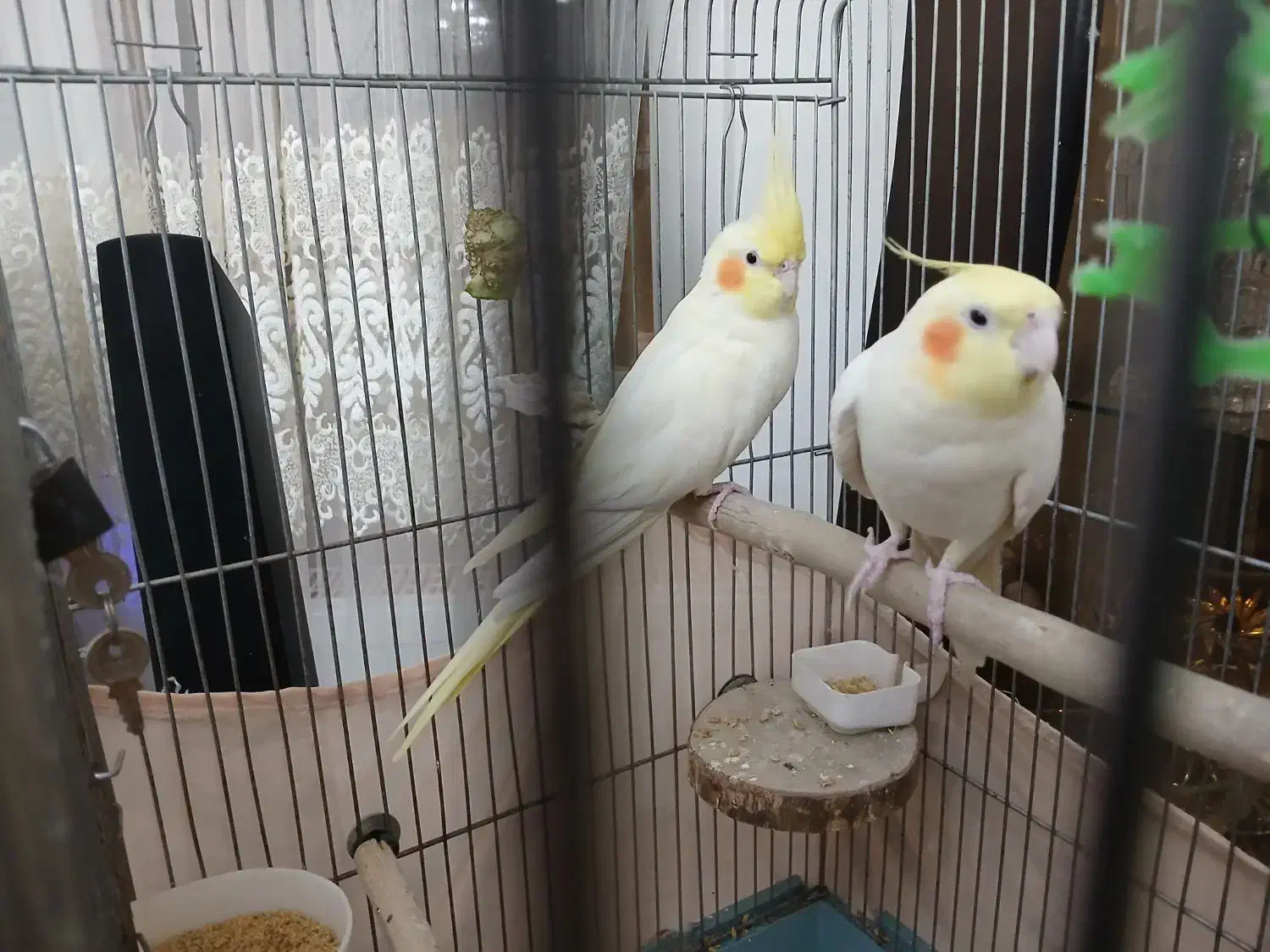 عروس هلندی مولد|پرنده|تهران, خواجه نظام الملک|دیوار