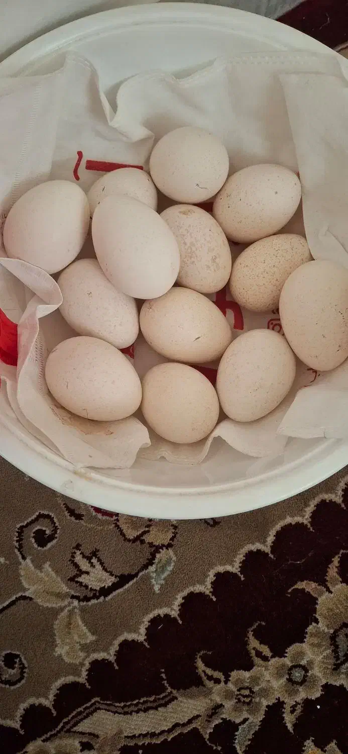 تخم بوغلمون|حیوانات مزرعه|گرگان, |دیوار