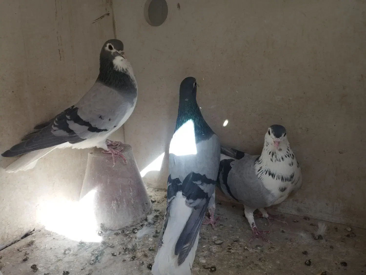 دمگیر گلین خرقه|پرنده|اصفهان, طامه|دیوار