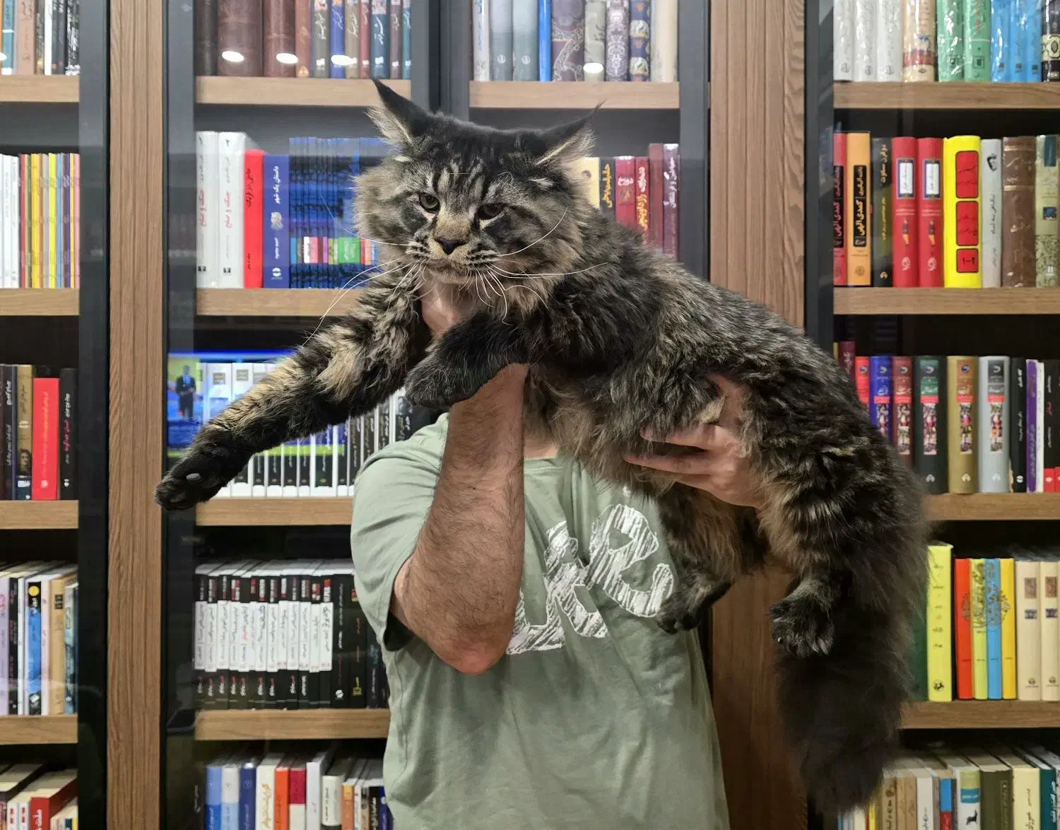 گربه مینکون|گربه|تهران, شهرک غرب|دیوار