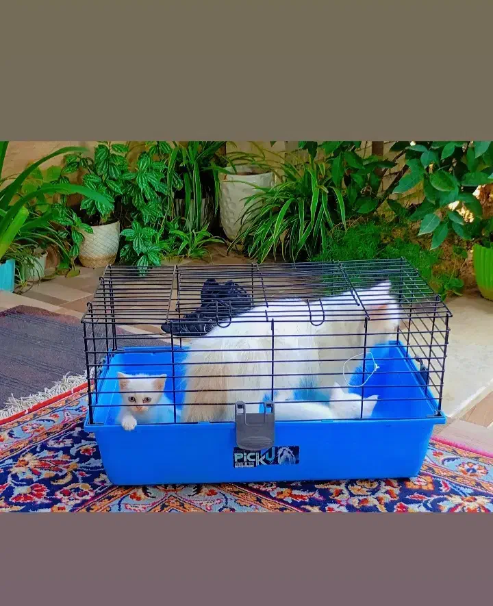 گربه پرشین همراه با دوتا بچه|گربه|گرگان, |دیوار