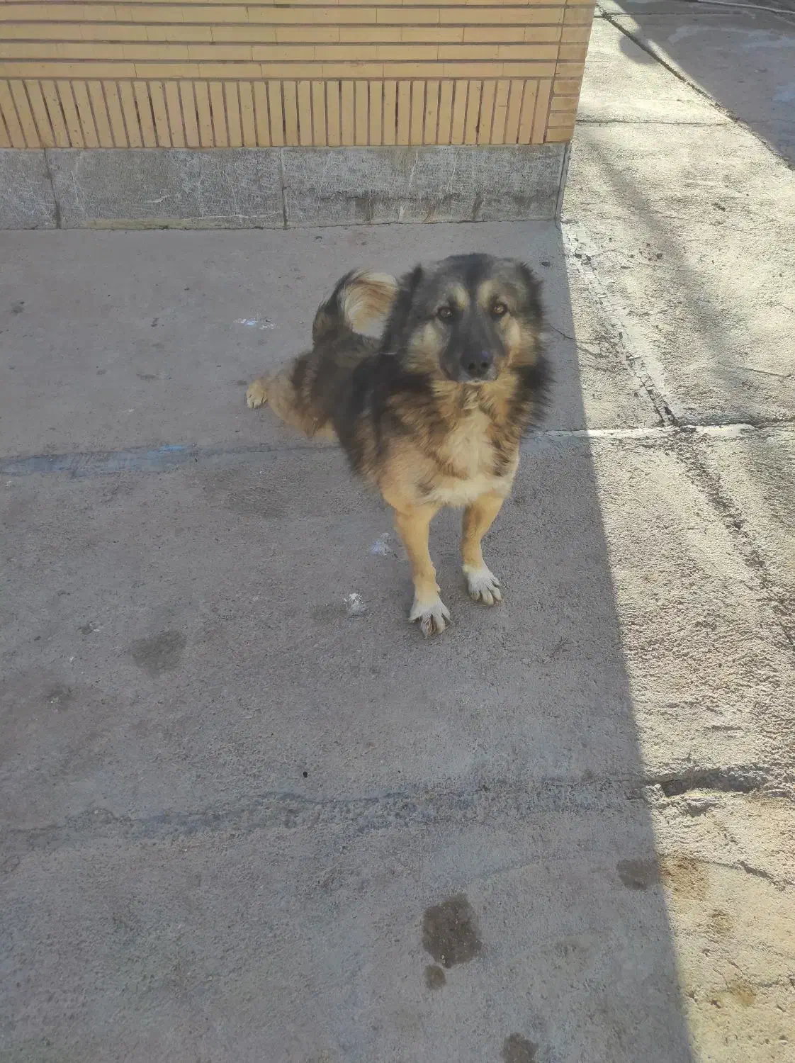 سگ گله|سگ|خرم‌آباد, |دیوار