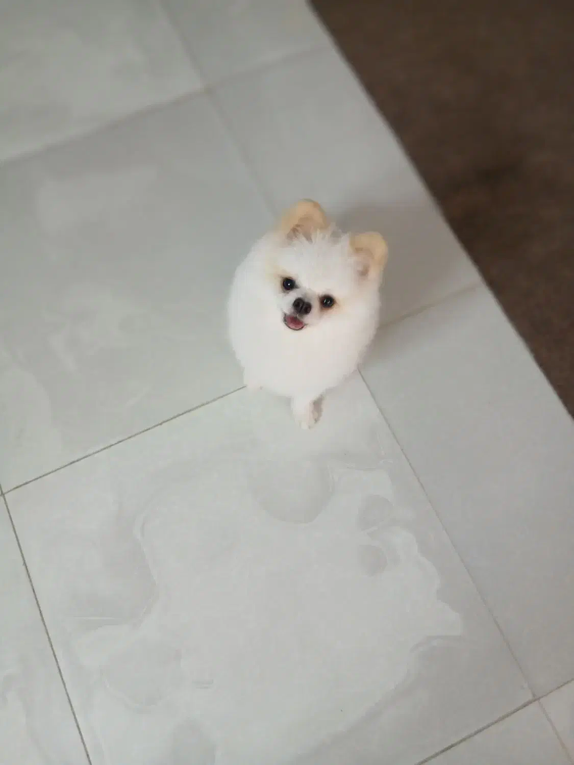 پامر خرسی نر|سگ|ساری, |دیوار