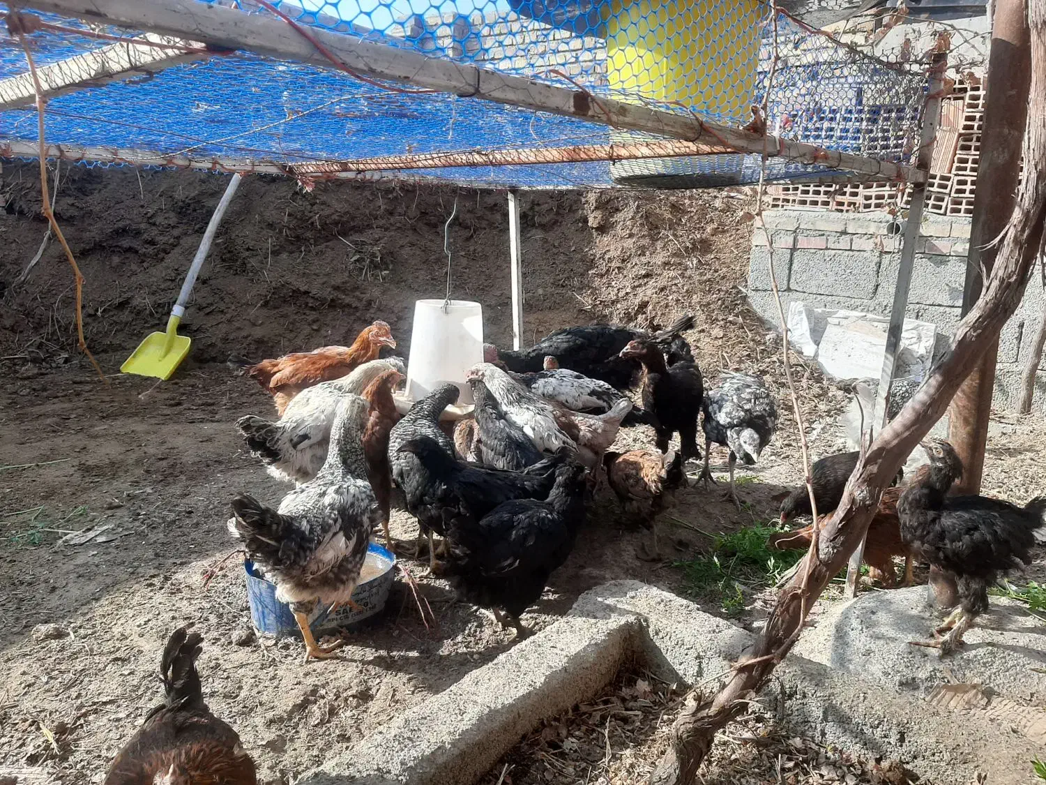 مرغ ،خروس،فریح،بهچه،|حیوانات مزرعه|نوشین شهر, |دیوار