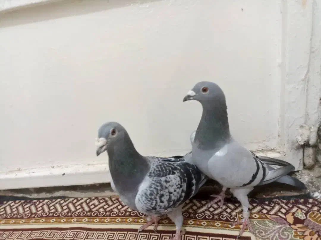 سوسنگرد|پرنده|سوسنگرد, |دیوار