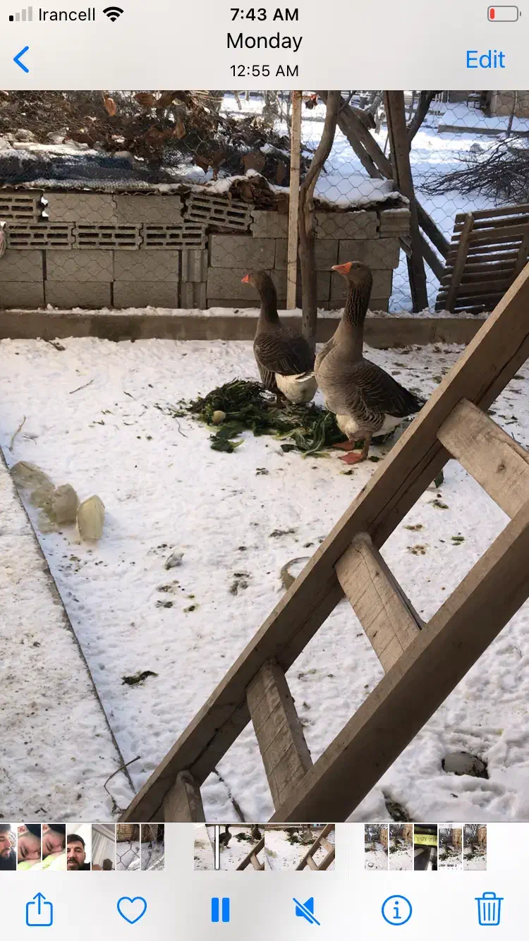 غاز تولوز|حیوانات مزرعه|باسمنج, |دیوار