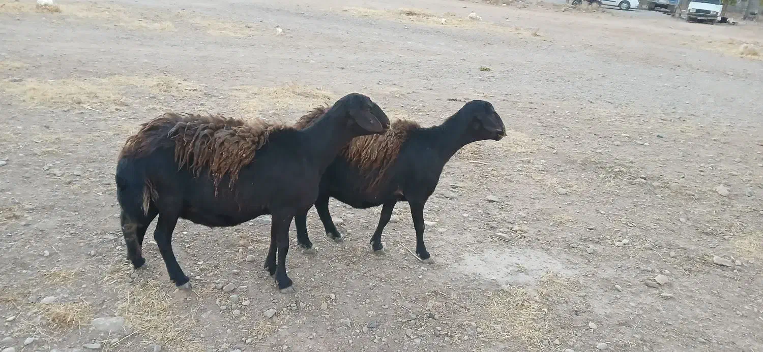 فروش دو راس میش قزل افشار|حیوانات مزرعه|سده (فارس), |دیوار