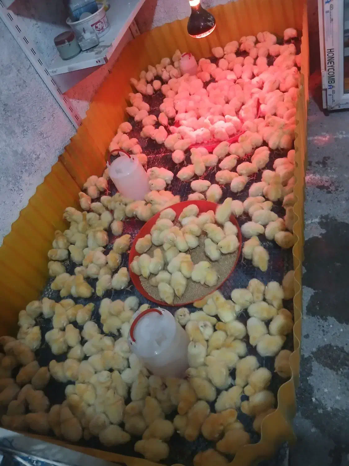 جوجه یک هفته نژاد گوشتی واکسن خورده|حیوانات مزرعه|مشهد, رباط طرق|دیوار