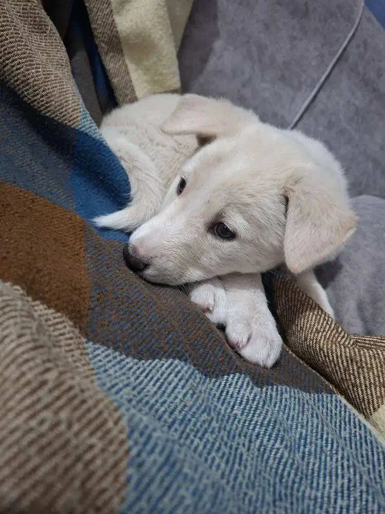 سگ بازی گوش|سگ|حمیدیا, |دیوار