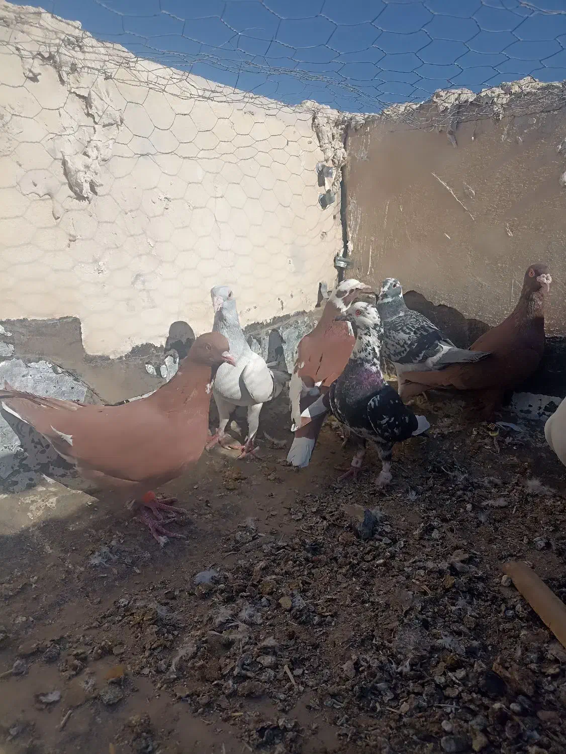 سرخ شامی|پرنده|میرجاوه, |دیوار