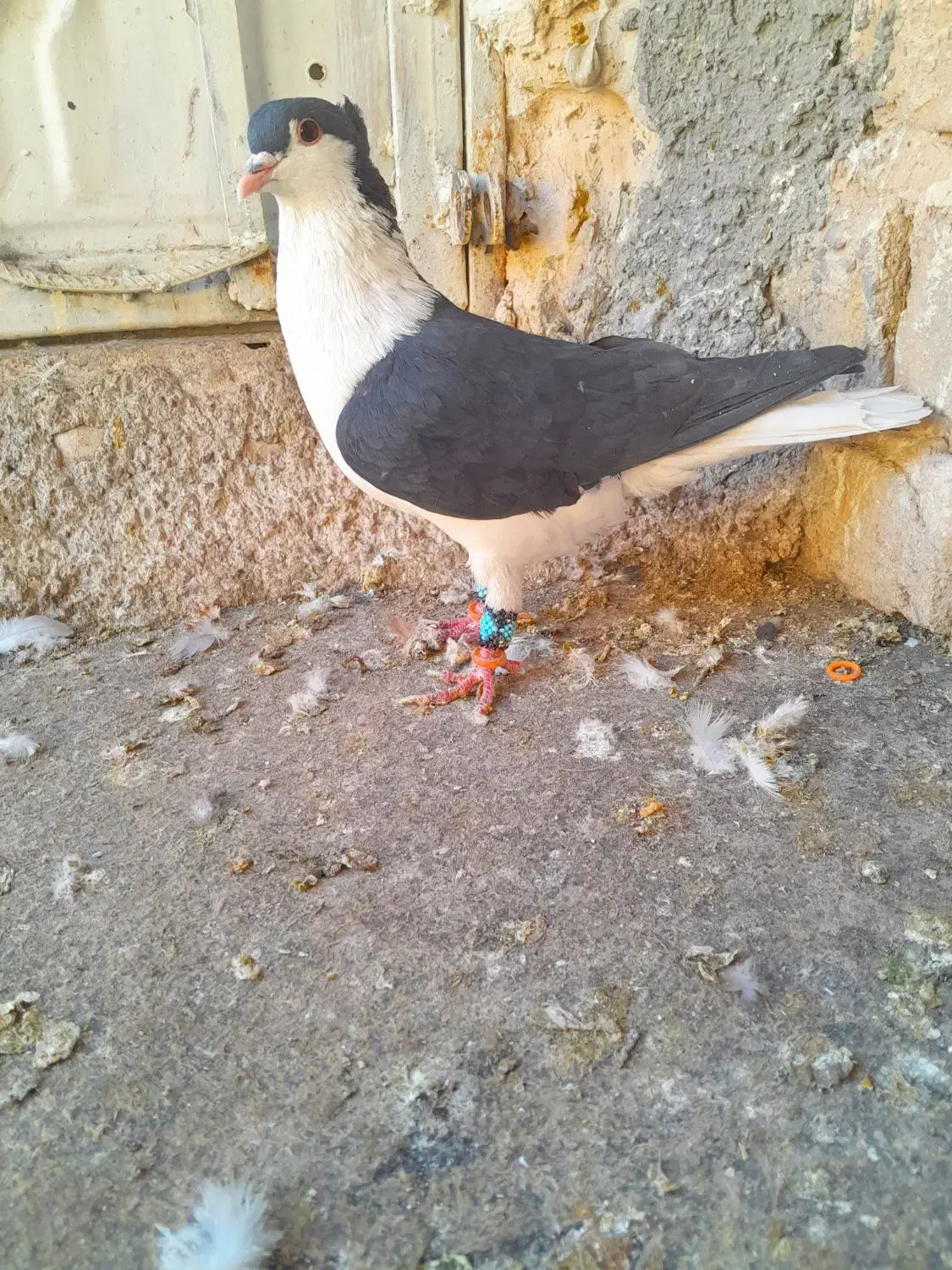 حیون پرشی|پرنده|تربت‌حیدریه, داروپخش|دیوار