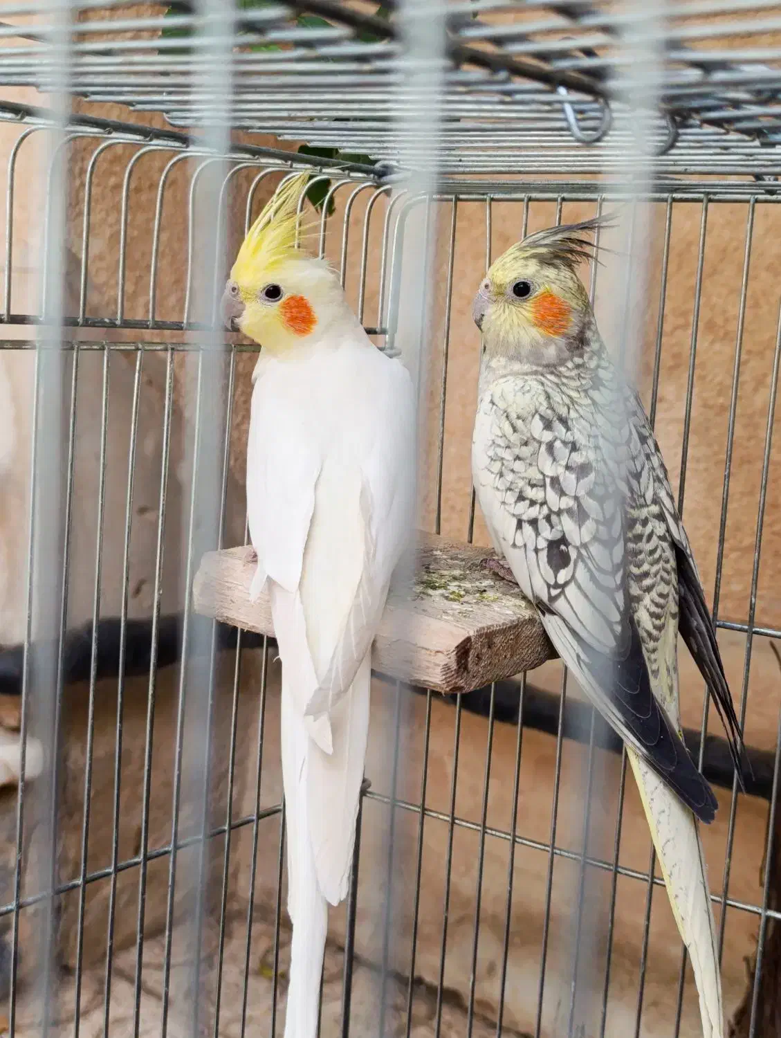 جفت طوطی عروس هلندی|پرنده|اقبالیه, |دیوار