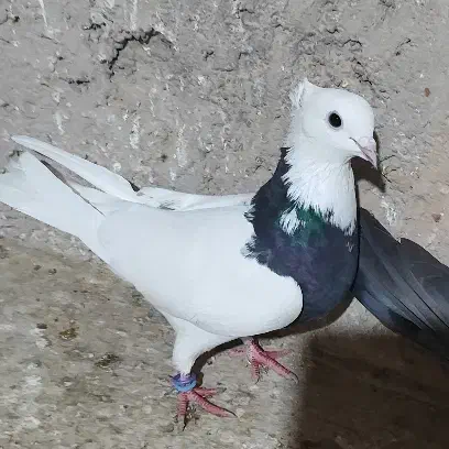 دوتا کفتر طوقی ماده|پرنده|برخوار, |دیوار