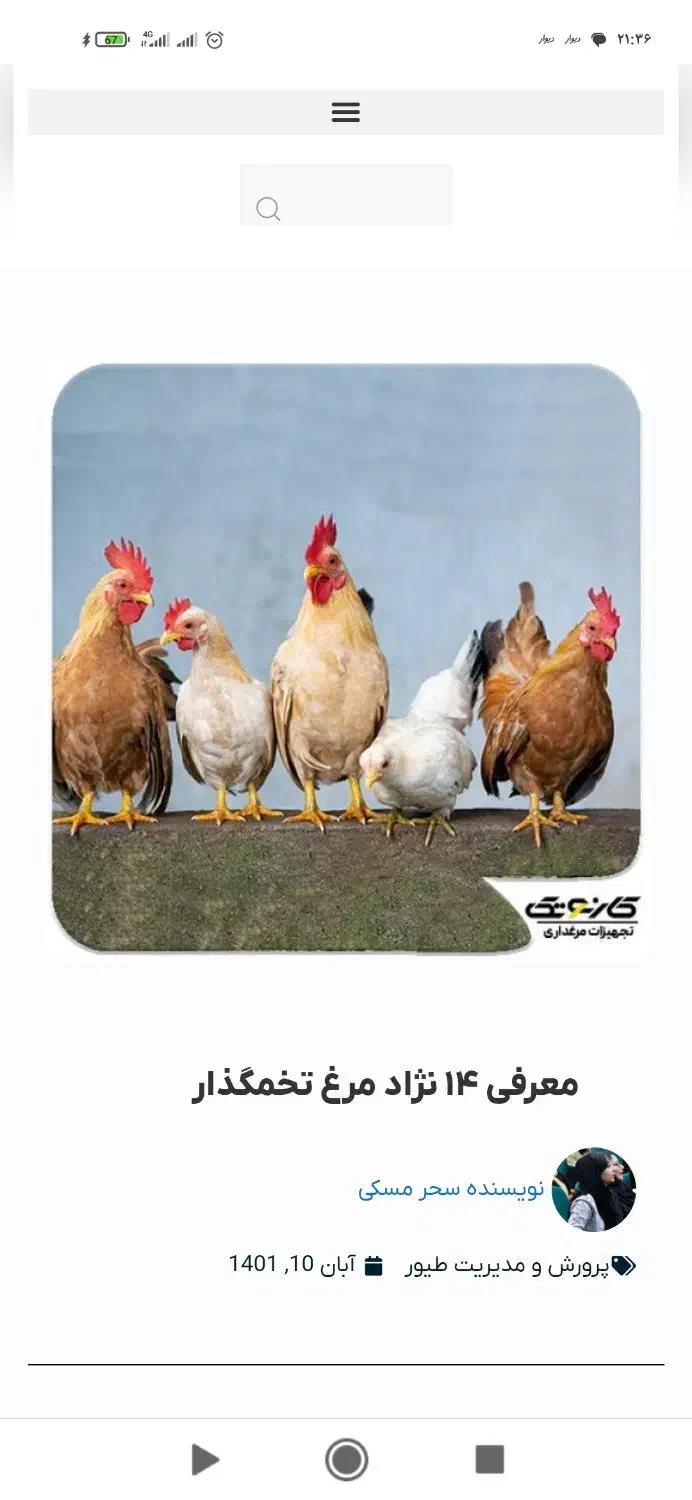 ۱۵ عدد مرغ تخم گذار|حیوانات مزرعه|حمیل, |دیوار