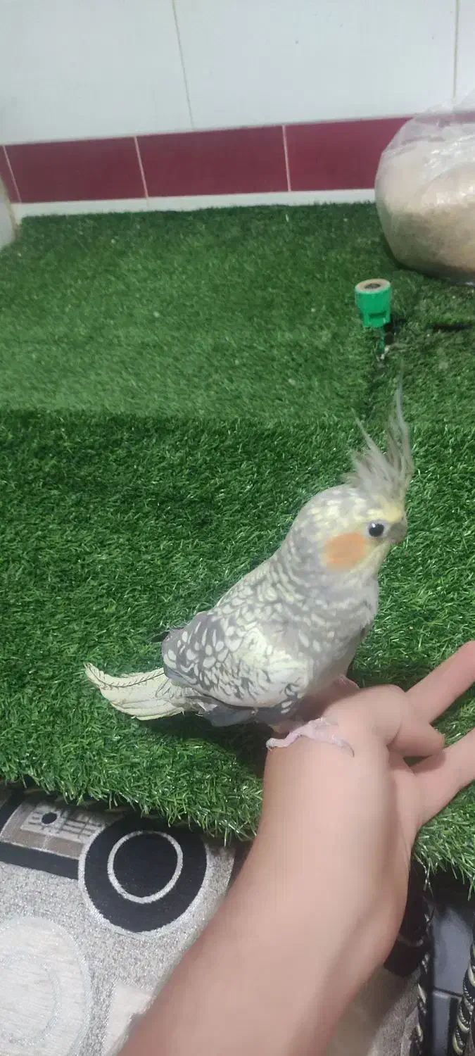 عروسی هلندی|پرنده|شوشتر, |دیوار