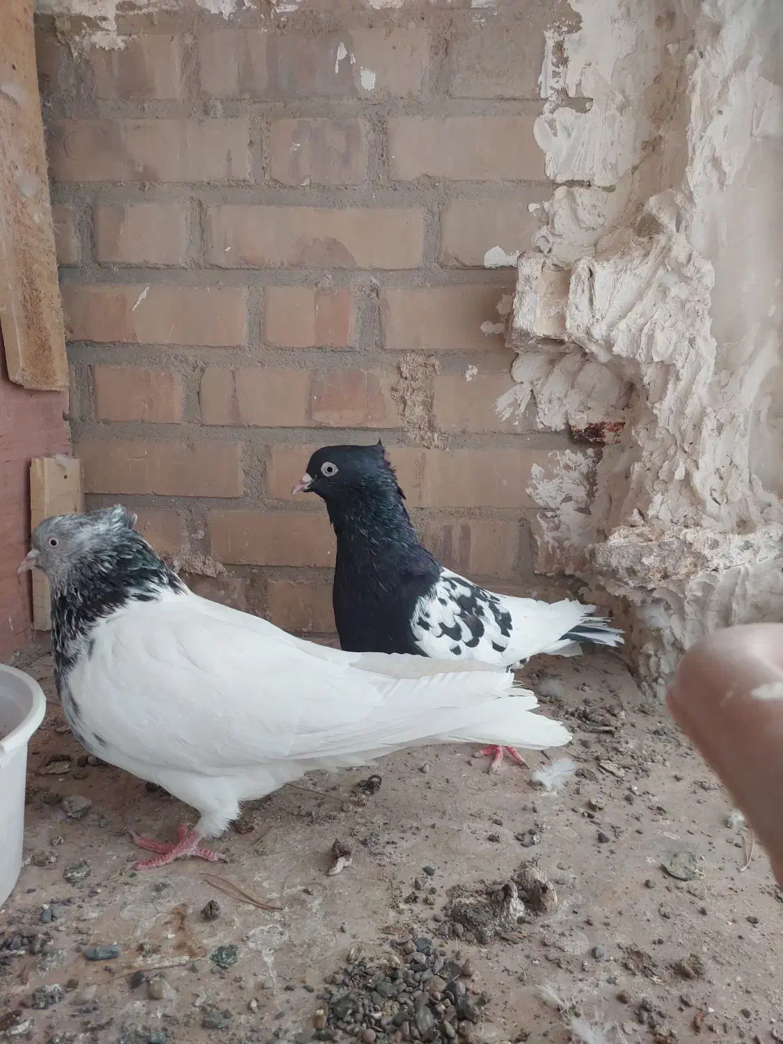 کله سیاه نر کله سبز ماده.کله سیا یک چشم کوره|پرنده|تربت جام, شاد|دیوار