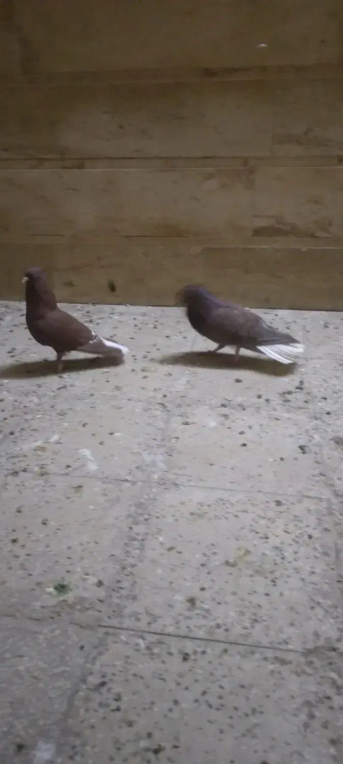 دم سفیدشیش دنگ|پرنده|قم, باسکول|دیوار