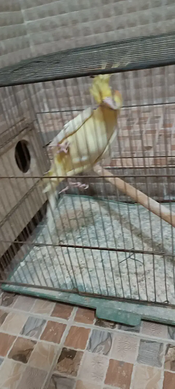 عروس هلندی کار داده|پرنده|میبد, |دیوار