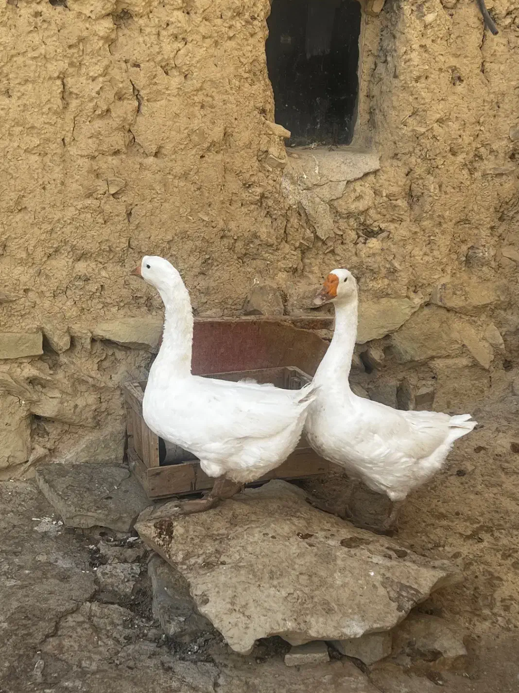 قوغاز|حیوانات مزرعه|ساوه, |دیوار