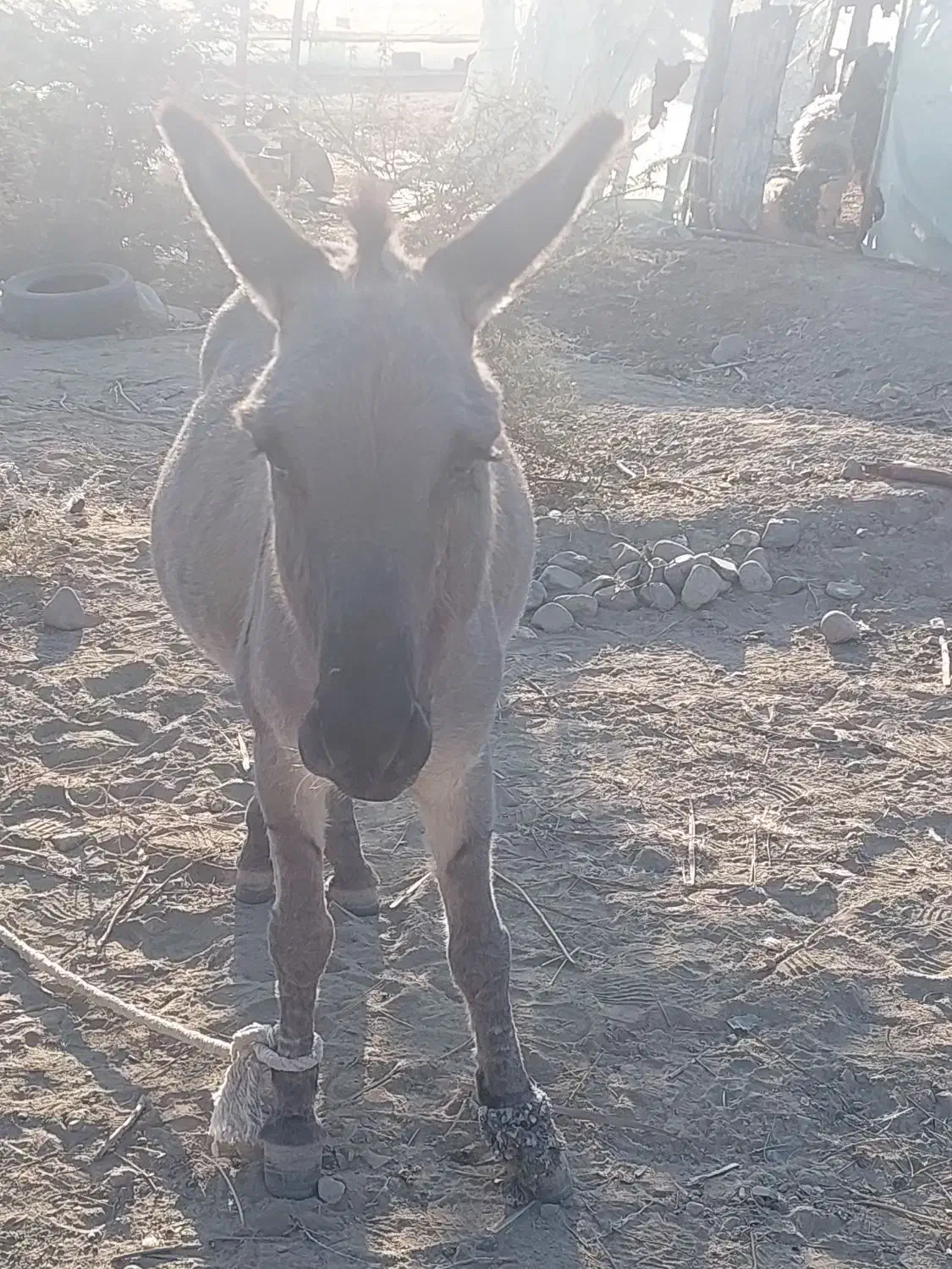 الاغ عشایری|حیوانات مزرعه|جیرفت, |دیوار