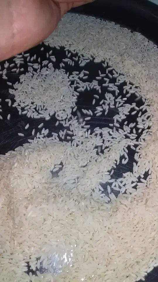 برنج طارم هاشمی اصیل با عطر وطعم بینظیر کشت خودم|خوردنی و آشامیدنی|نکا, |دیوار