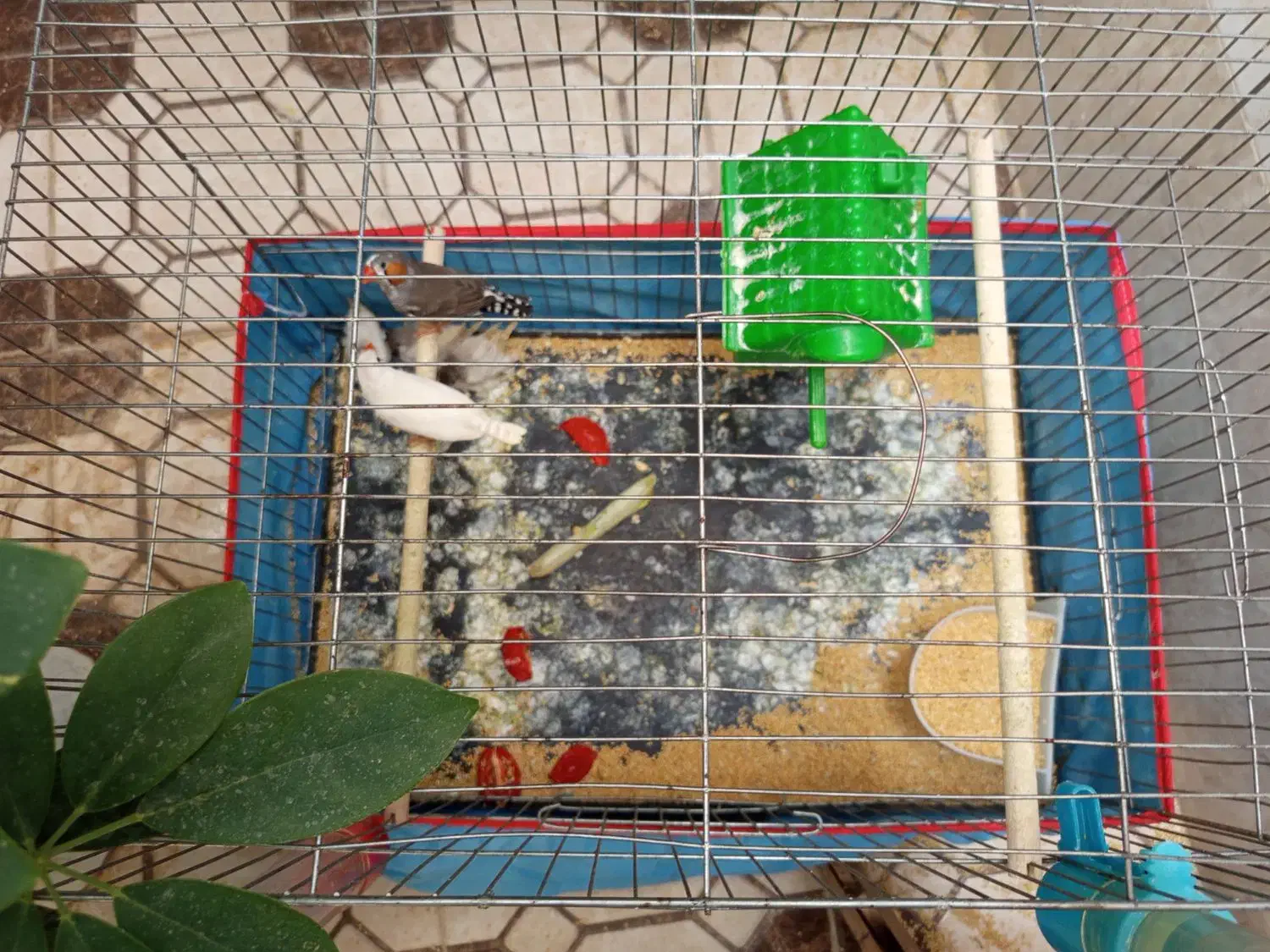 فنج 5 عدد قیمت مناسب|پرنده|شیراز, مسلم|دیوار