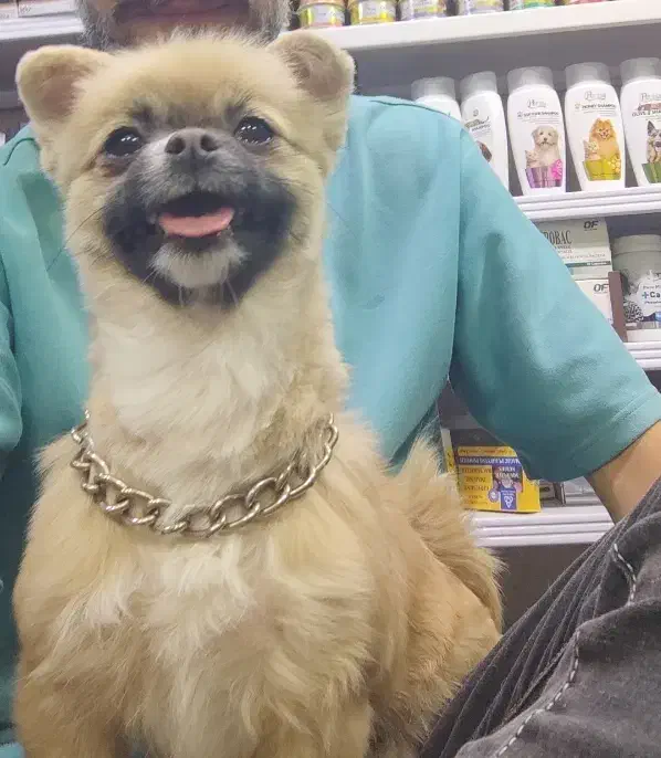 شیواوا موبلند|سگ|تهران, ائمه اطهار|دیوار