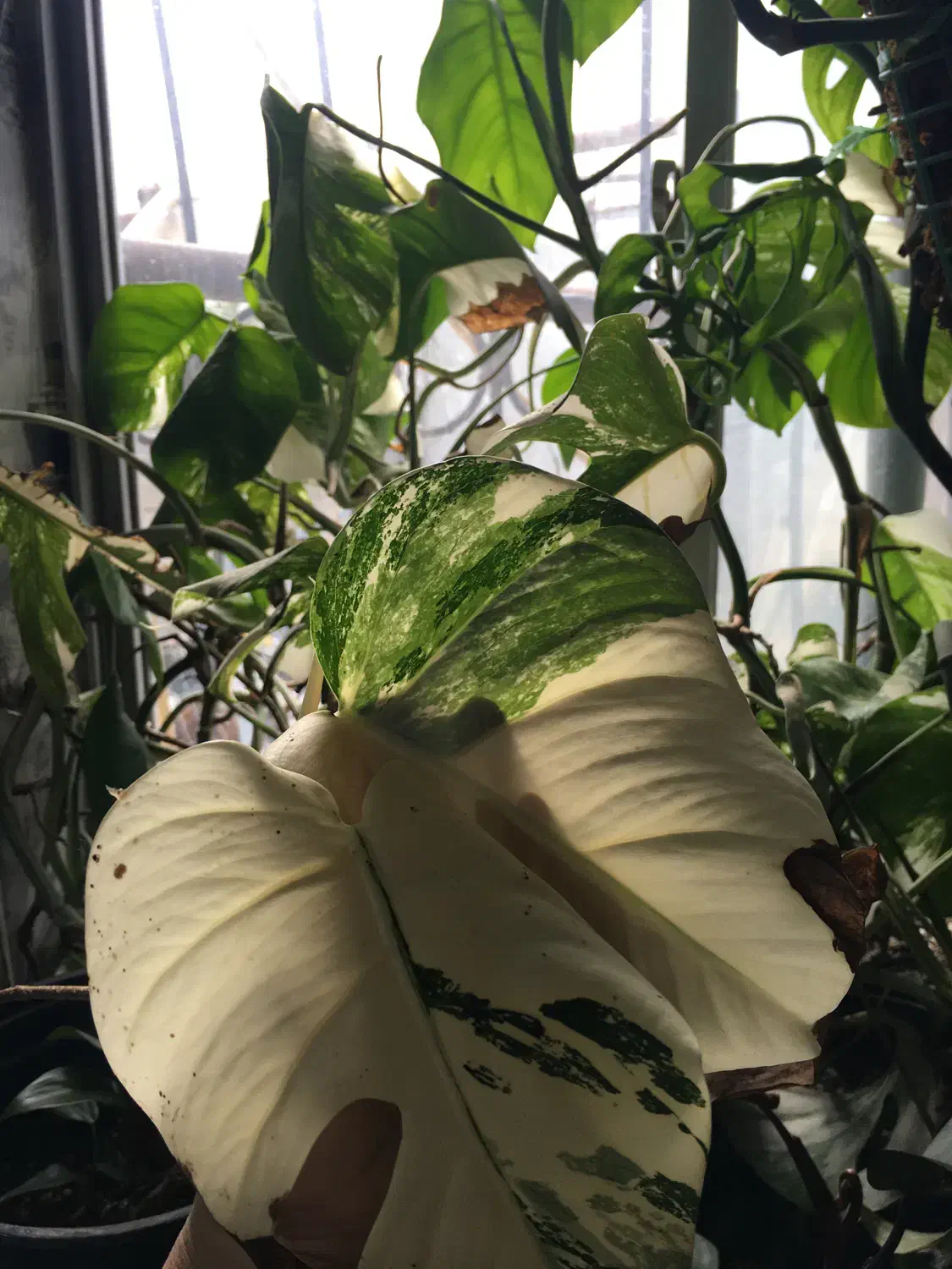 فروش گل و گیاه ابلق|گل و گیاه طبیعی|ساری, |دیوار