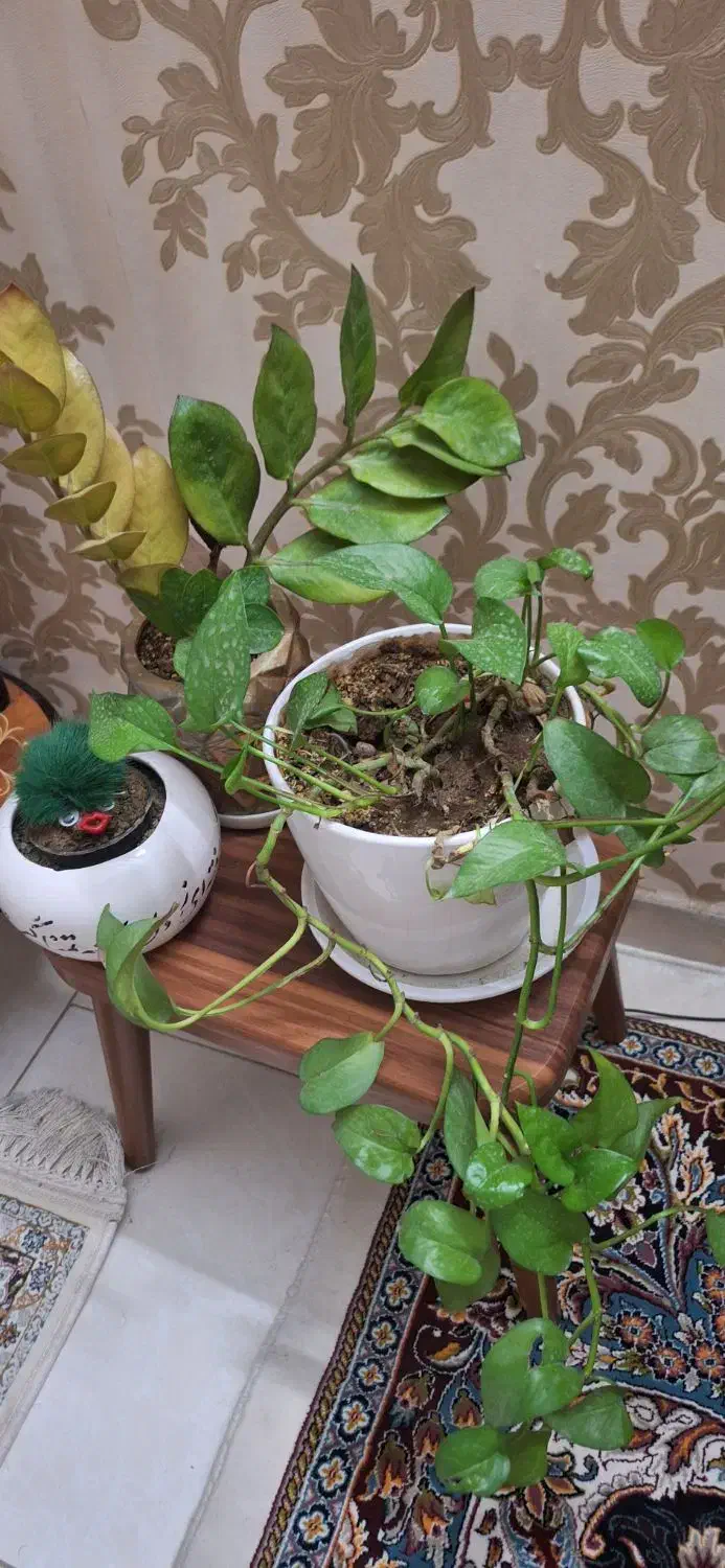 گل طبیعی|گل و گیاه طبیعی|ری, فیروزآبادی|دیوار