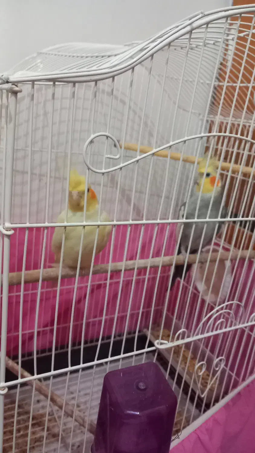 پرند۶|پرنده|تنکابن, |دیوار