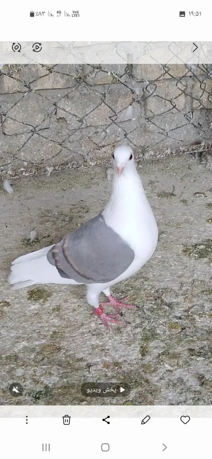 کبوتر دم سفید|پرنده|فراشبند, |دیوار