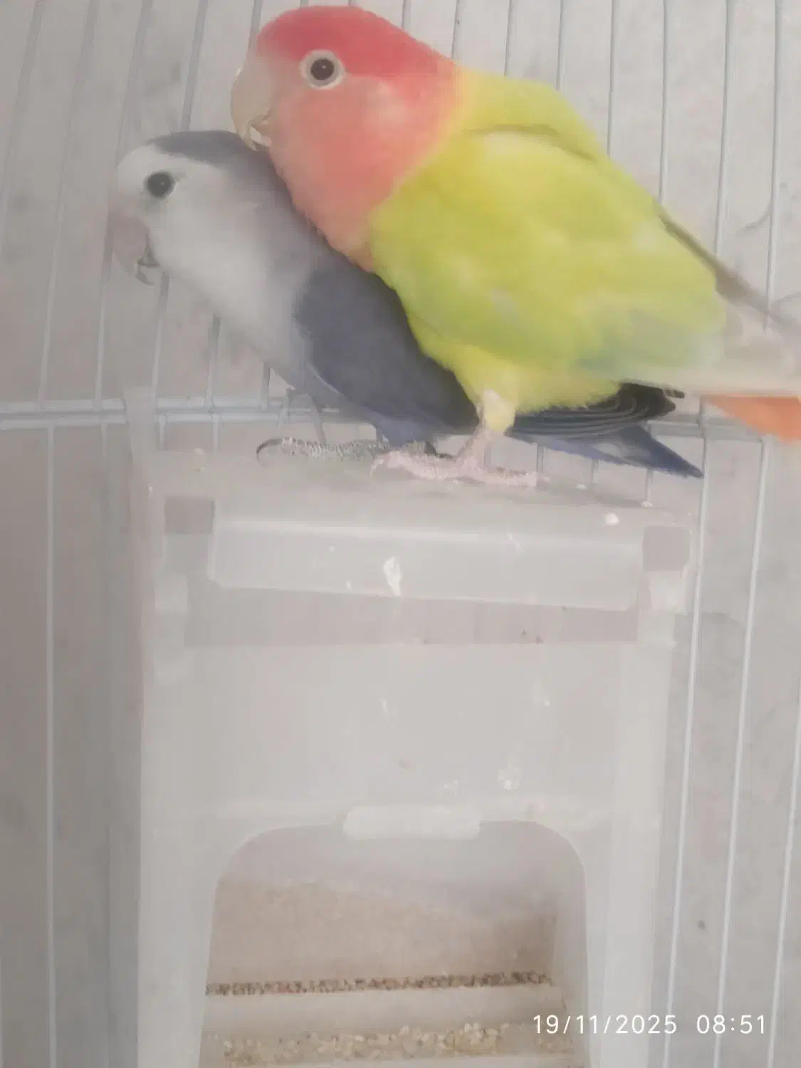 جفت طوطی برزیلی|پرنده|صدرا-فارس, فاز ۱|دیوار